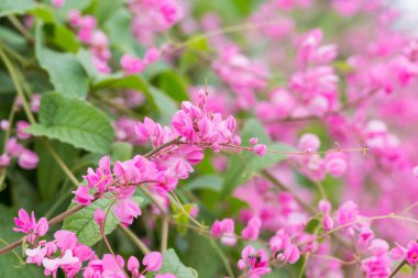 Mercan asma veya Antigonon leptopus Çiçek bahçesinde kanca