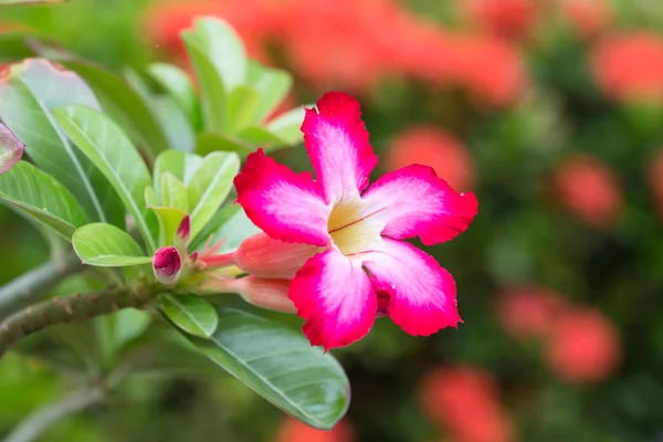 Rosa del desierto., Flor de rosa del clima tropical . — Foto de Stock