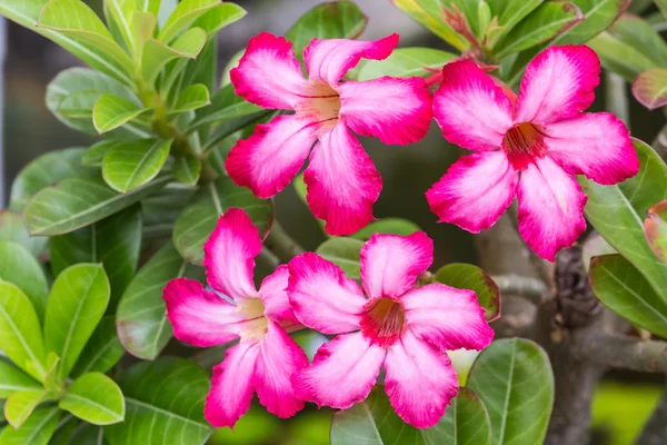 Desert rose., Rose flower från tropiskt klimat. — Stockfoto