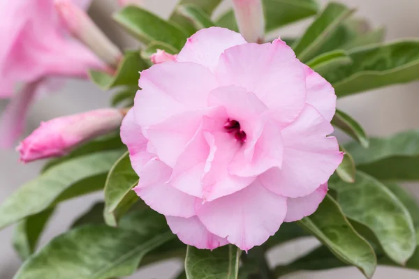 Tropická květina růžová adenium — Stock fotografie