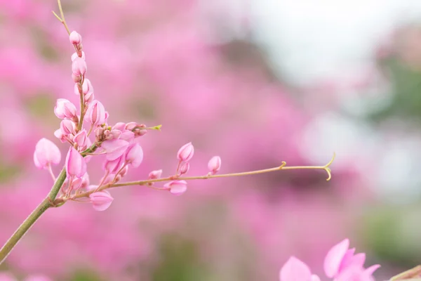 Mercan asma veya Antigonon leptopus Çiçek bahçesinde kanca — Stok fotoğraf