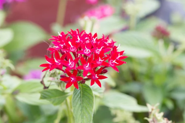 Red Egyptian starcluster or Star flower — Stock Photo, Image