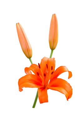 turuncu zambak beyaz arka planda izole