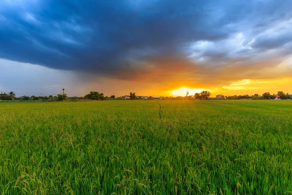 Campo de arroz al atardecer con nubes malhumoradas —  Fotos de Stock