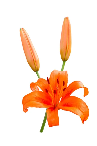 Orange lily isolated on white background — Stock Photo, Image