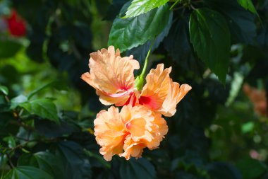 schizopetalus veya saçaklı hibiscus çiçek