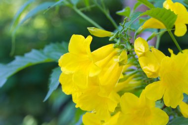 tecoma stans veya ağaç üzerinde sarı trumpetbush