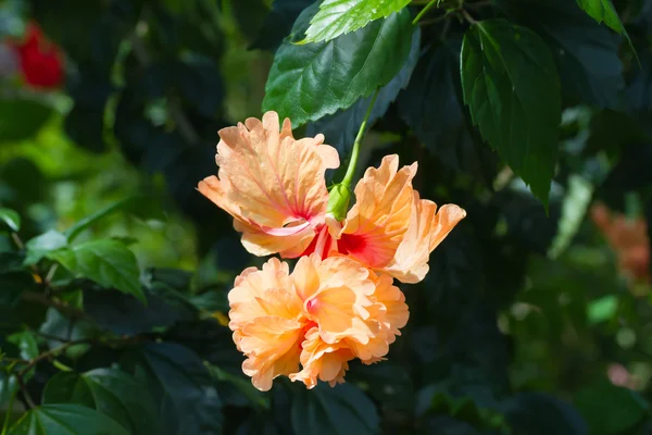 Schizopetalus or Fringed Hibiscus flower — Stock Photo, Image