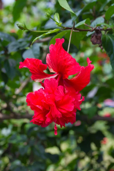 Schizopetalus eller Fringed Hibiscus flower – stockfoto