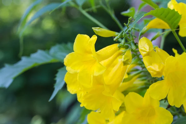 Tecoma stans o fiori di Tromba Gialla — Foto Stock