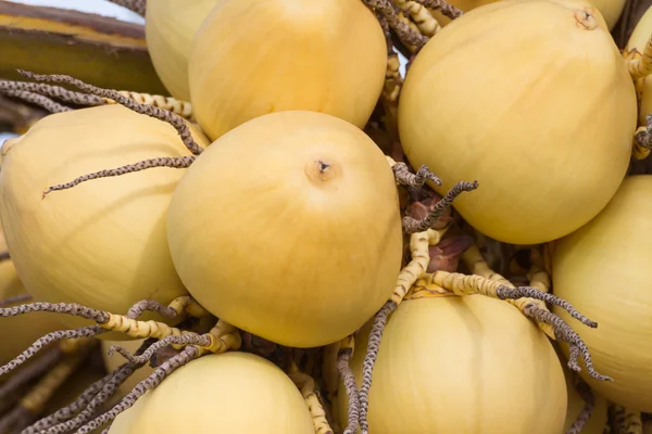 Un mazzo di frutti gialli di cocco appesi all'albero — Foto Stock