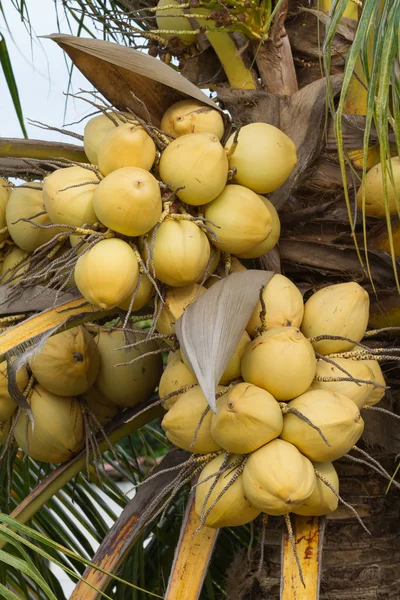 Bunch of yellow coconut fruits hanging on tree — Stock Photo, Image