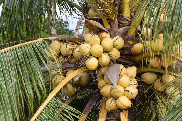 Ramo de frutos de coco amarillo —  Fotos de Stock