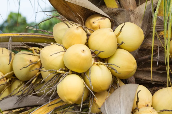 Bunch of yellow coconut fruits — Stock Photo, Image