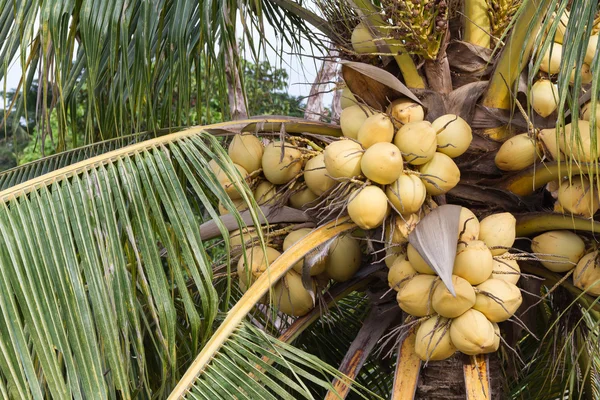 Bunch of yellow coconut fruits — Stock Photo, Image