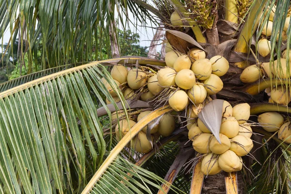 Grono żółty kokosowego owoce — Zdjęcie stockowe