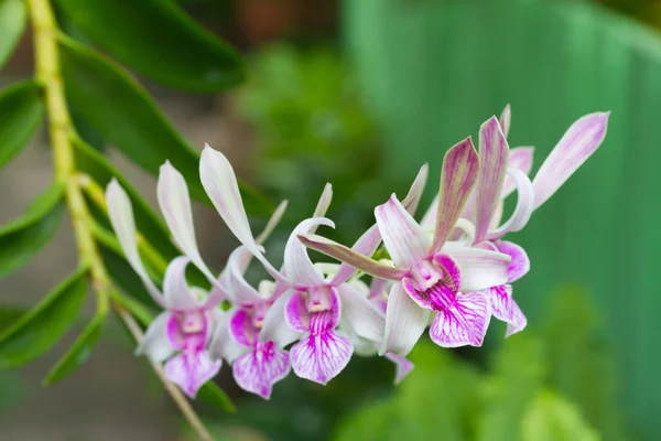 Dendrobium fotos de stock, imágenes de Dendrobium sin royalties |  Depositphotos