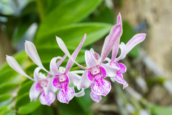 Dendrobium-Orchidee — Stockfoto