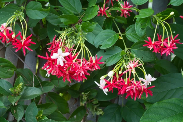 Combretum indicum, madreselva china o enredadera rangoon — Foto de Stock