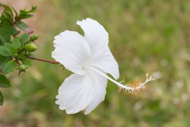 Hibiscus schizopetalus veya mercan hibiscus çiçek