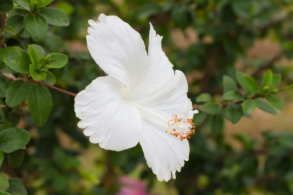 Hibiscus schizopetalus or Coral Hibiscus flower — Stock Photo, Image