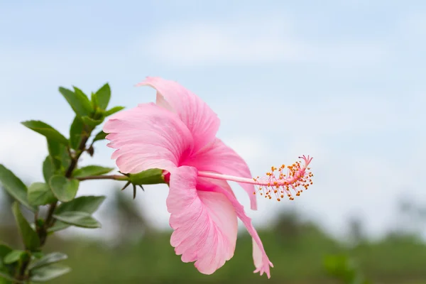 Pink Fringed Hibiscus flower — Stock Photo, Image