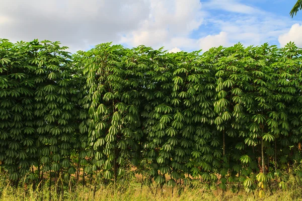 Planta de mandioca en la granja — Foto de Stock