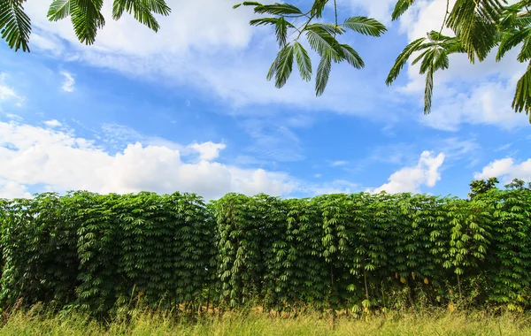 Planta de mandioca en la granja —  Fotos de Stock