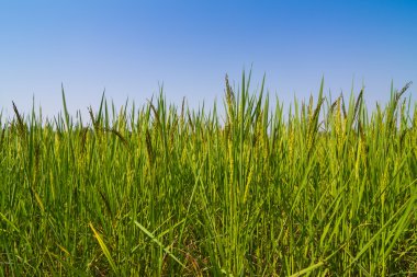 Pirinç mavi gökyüzü karşı