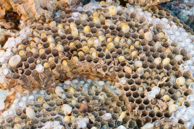 eşekarısı yuvası