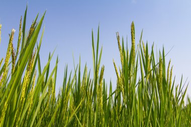 Pirinç mavi gökyüzü karşı