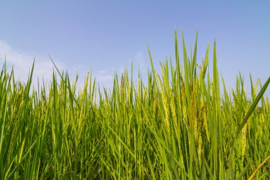 Pirinç mavi gökyüzü karşı