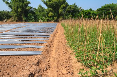 Chili bitki için plastik kapak ile alanında yer