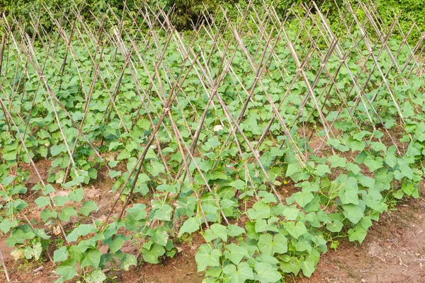 Granja de Cumber — Foto de Stock