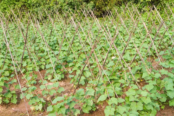 Granja de Cumber — Foto de Stock