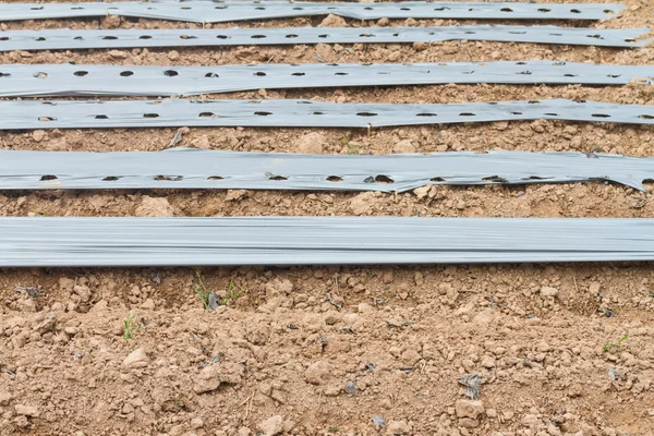 Ground with plastic cover for chili plant in field — Stock Photo, Image