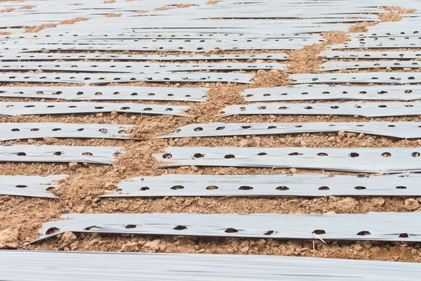 Ground with plastic cover for chili plant in field — Stock Photo, Image