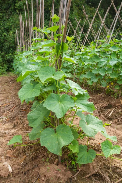 Granja de pepinos —  Fotos de Stock