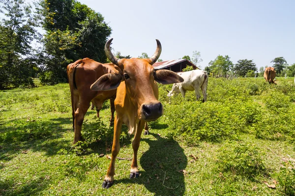 Vache dans la ferme — Photo