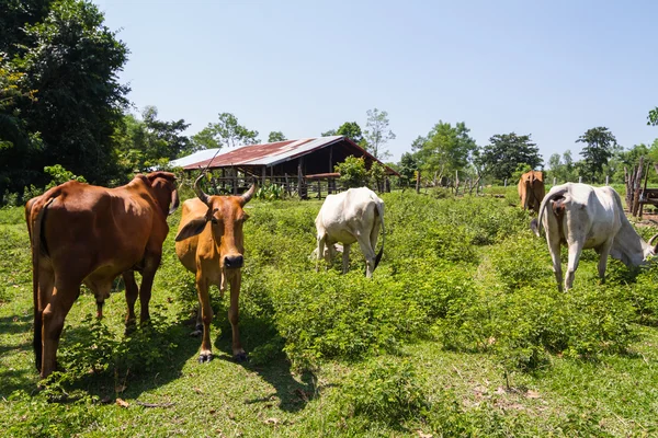 Cow in the farm — Stock Photo, Image