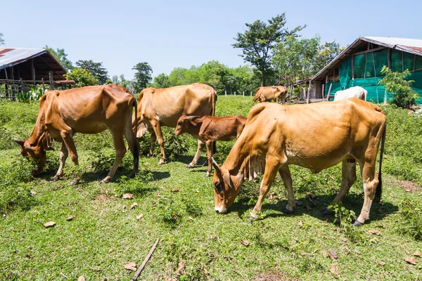 Koe op de boerderij — Stockfoto