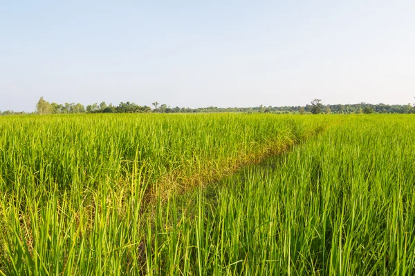 タイの緑の田んぼ — ストック写真