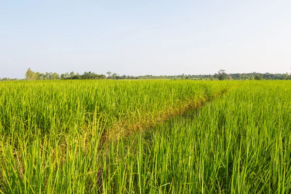 Campo de arroz verde na Tailândia — Fotografia de Stock