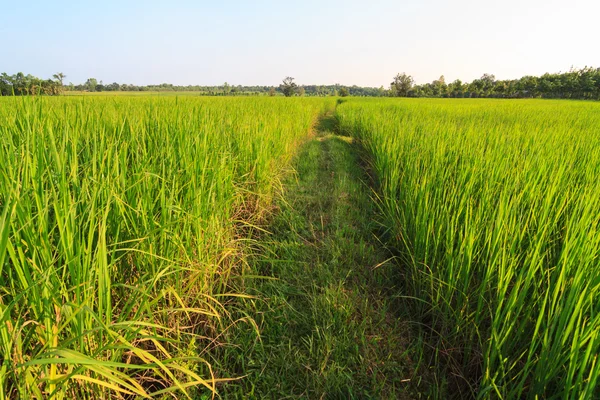 Väg i gröna risfält — Stockfoto