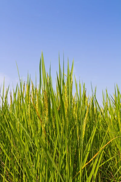Pirinç mavi gökyüzü karşı — Stok fotoğraf