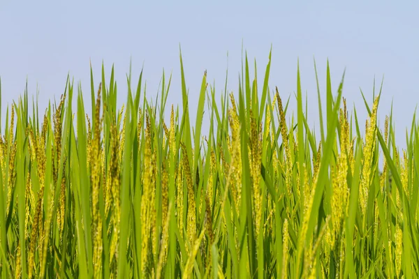 Rijst tegen blauwe hemel — Stockfoto