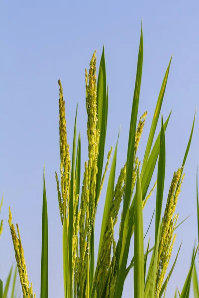 Rýže, proti modré obloze — Stock fotografie