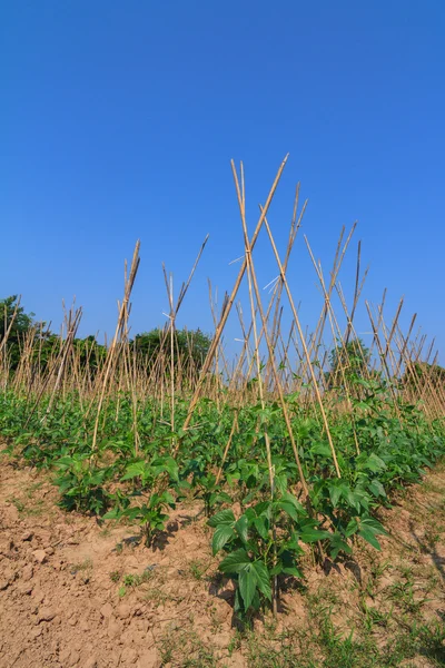 Yard granja de frijol largo contra el cielo azul — Foto de Stock