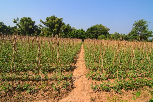 Promenade dans la cour ferme de haricots longs — Photo