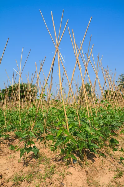 Quintal fazenda de feijão longo e céu azul — Fotografia de Stock